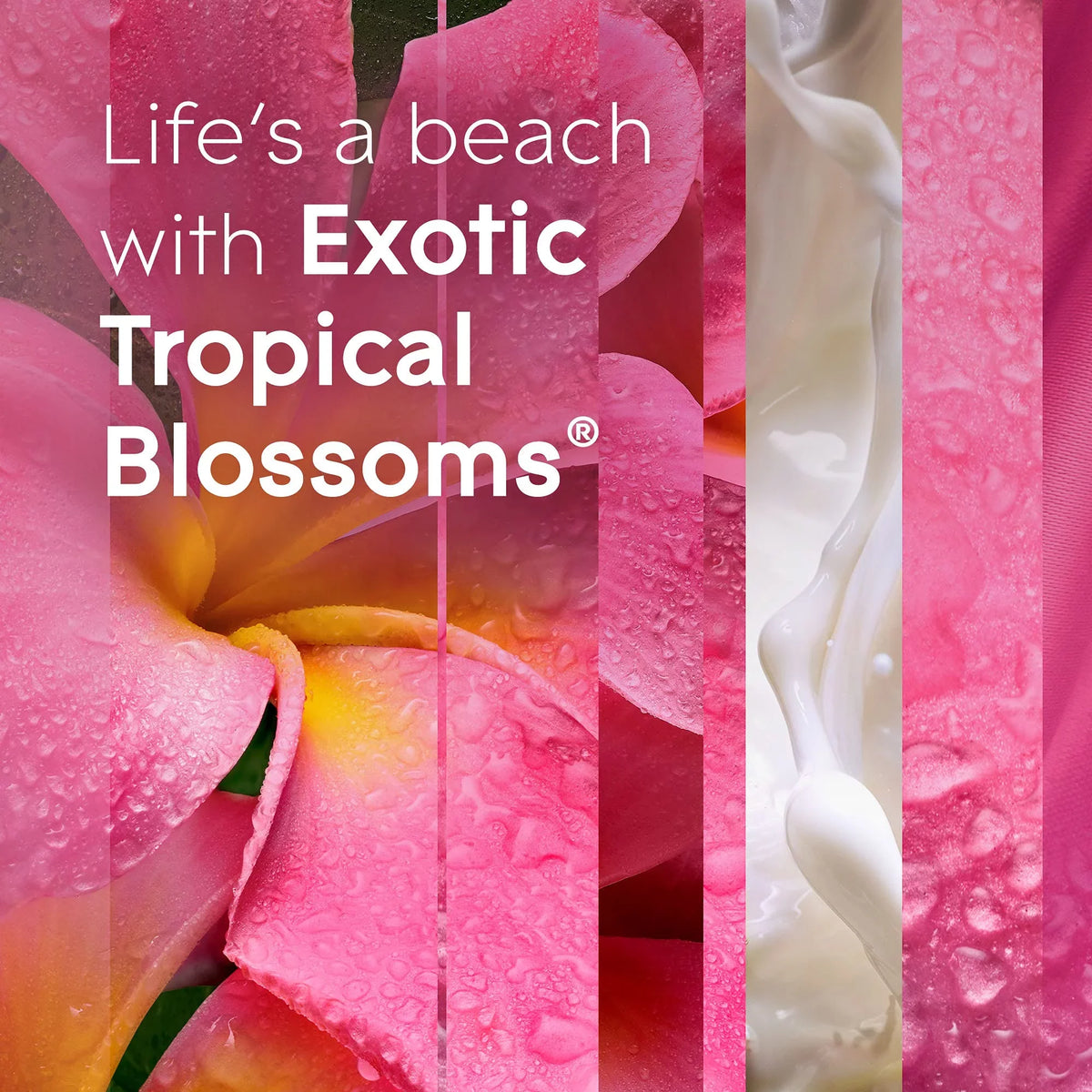 Spray Blossoms, Tropical 3 6.2 For Home Freshener Air Oz, Refill, And Count Automatic Bathroom, Glade
